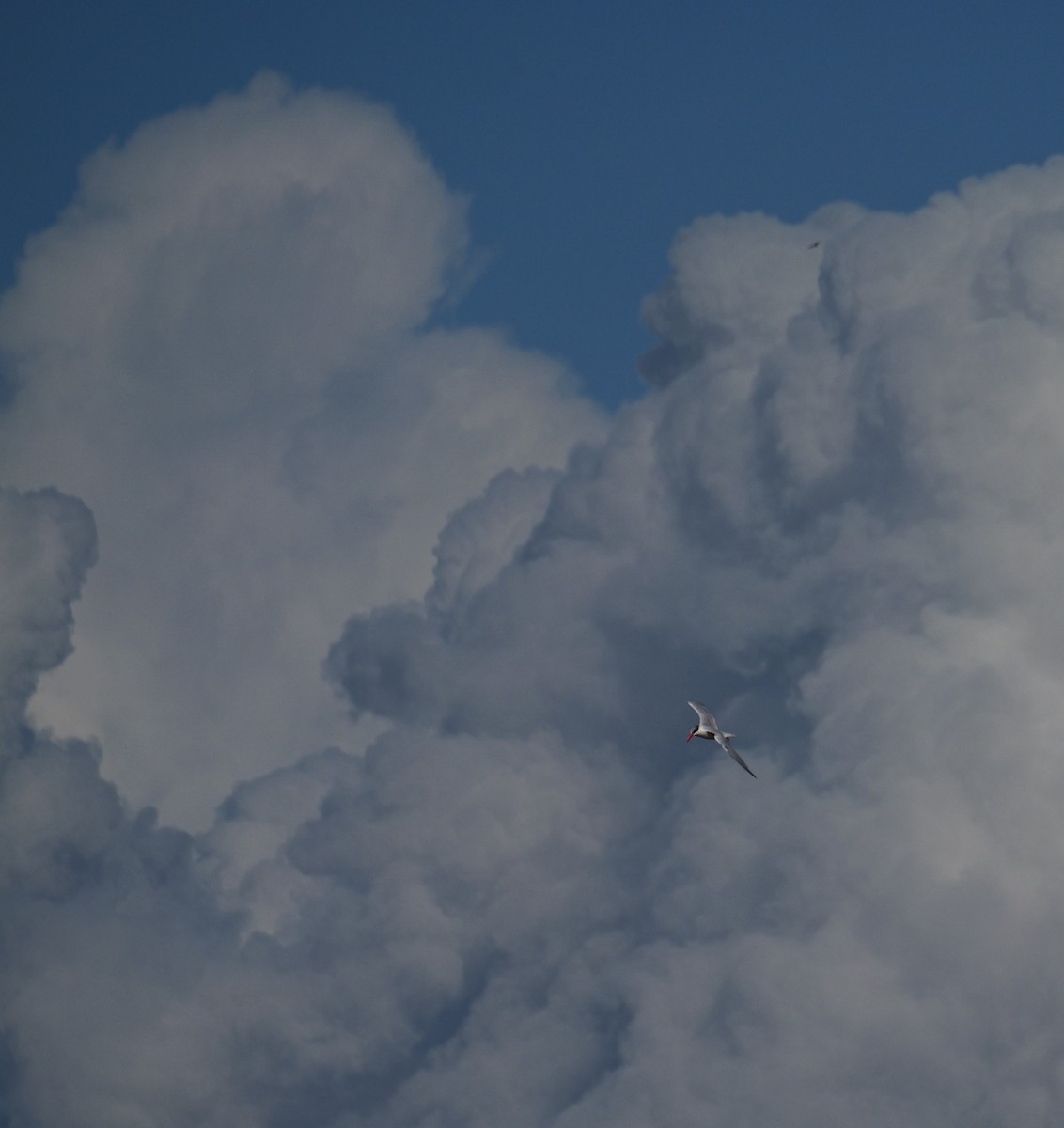 Caspian Tern - ML645500795