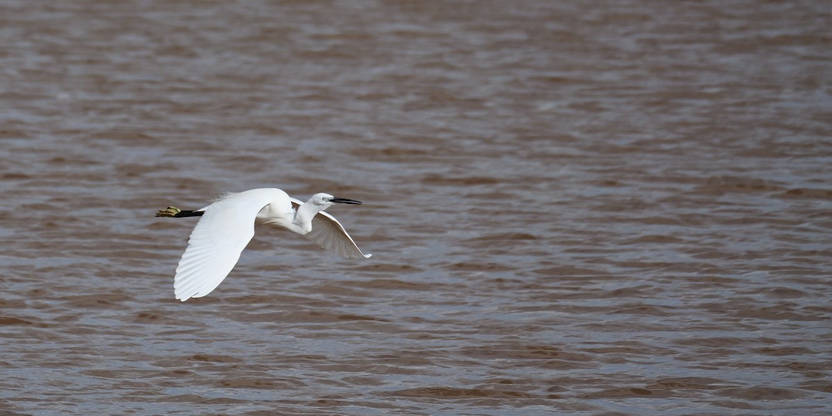 Little Egret - ML645500796