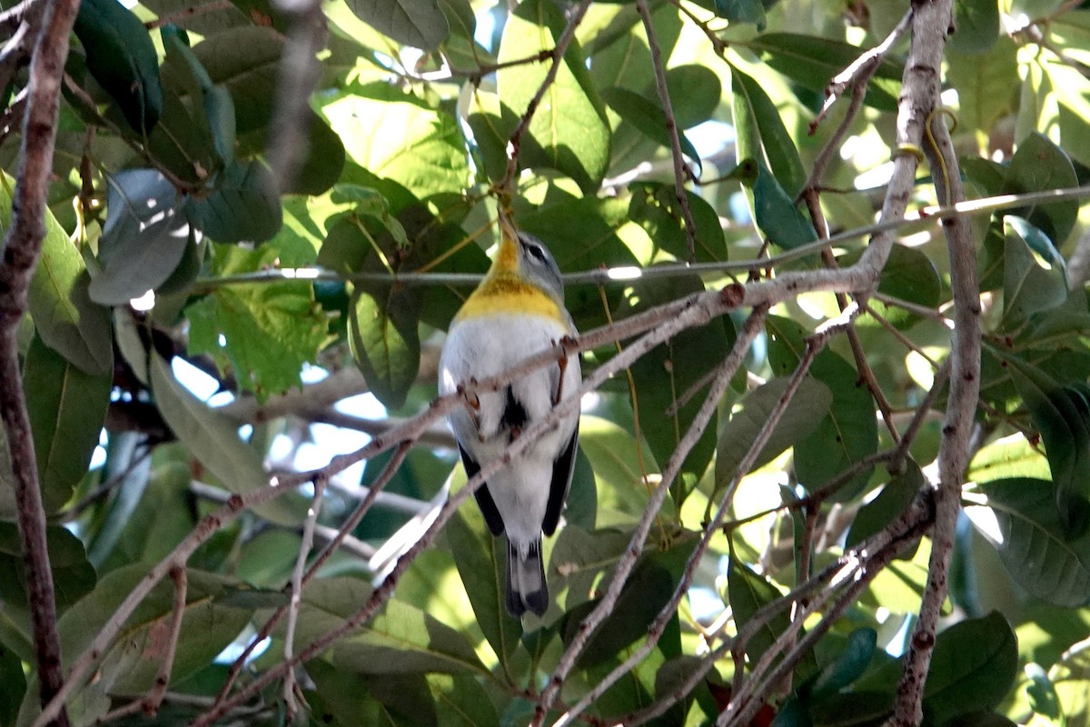 Northern Parula - ML645500806