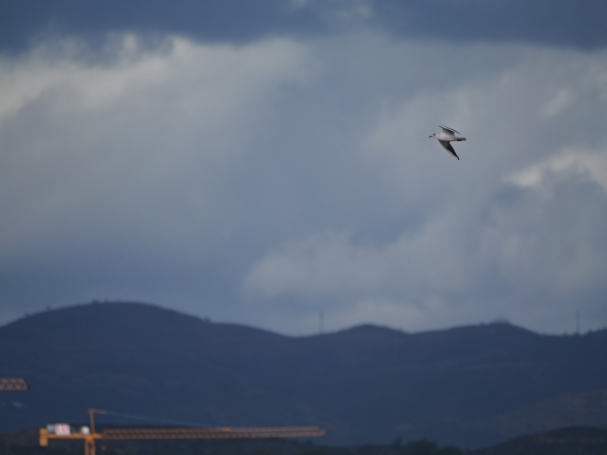 Black-headed Gull - ML645500809