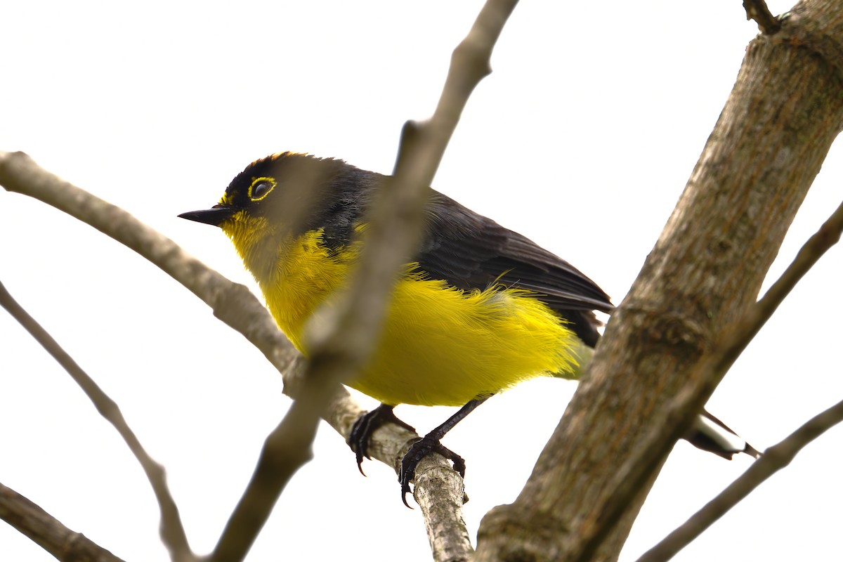 Spectacled Redstart - ML645500820