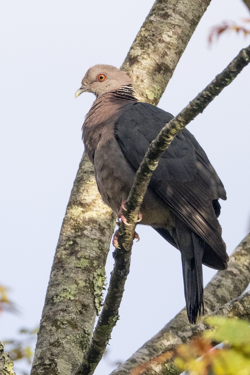 Sri Lanka Wood-Pigeon - ML645500823