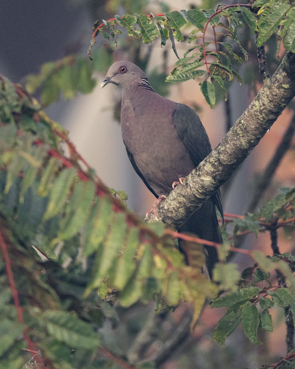 Sri Lanka Wood-Pigeon - ML645500824