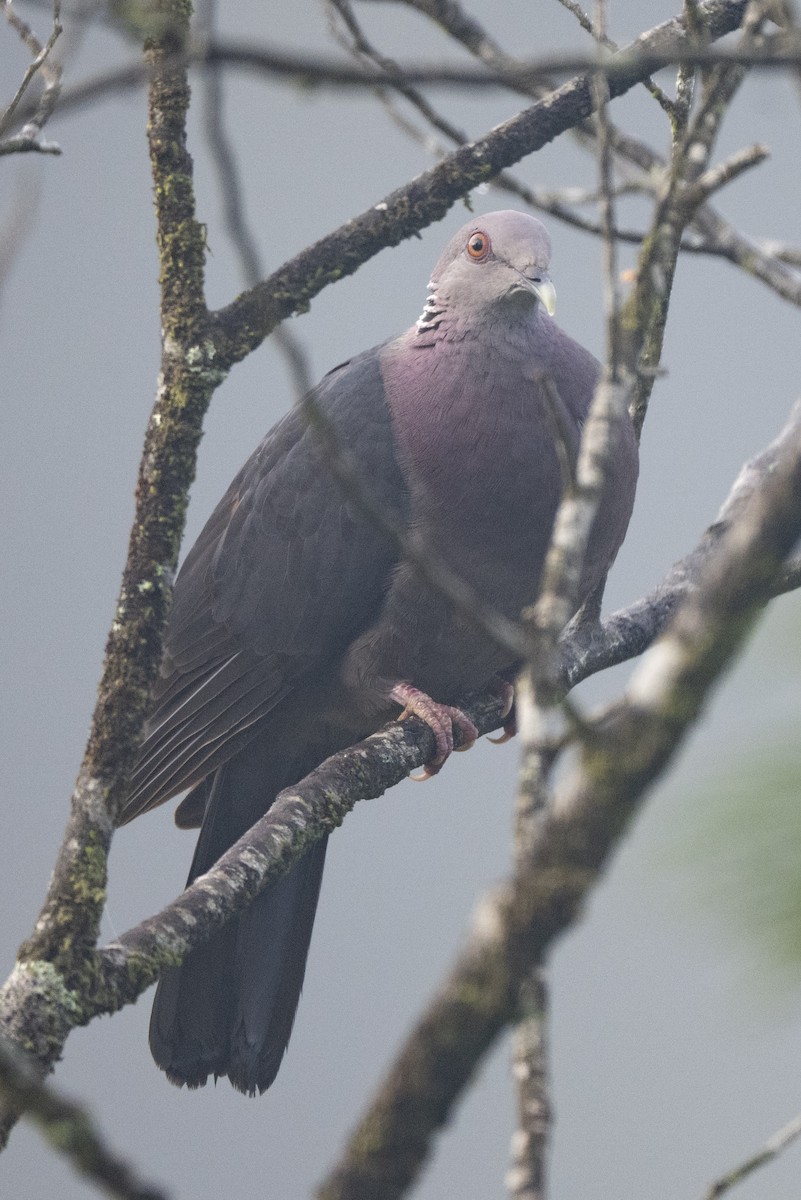 Sri Lanka Wood-Pigeon - ML645500825