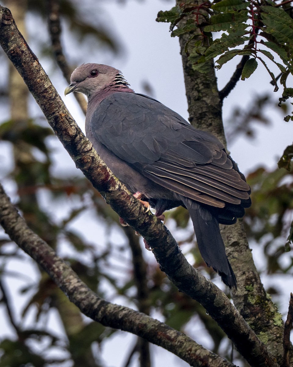 Sri Lanka Wood-Pigeon - ML645500826