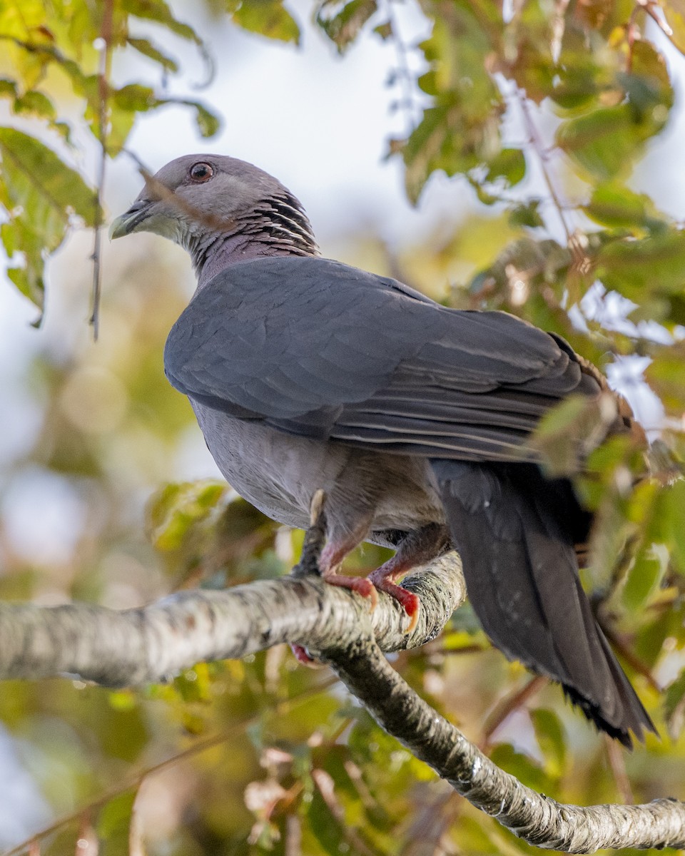 Sri Lanka Wood-Pigeon - ML645500827