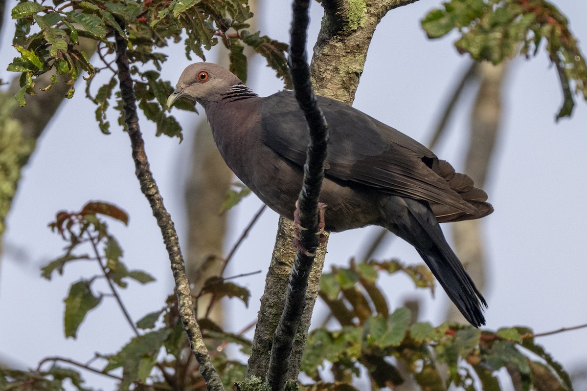 Sri Lanka Wood-Pigeon - ML645500828