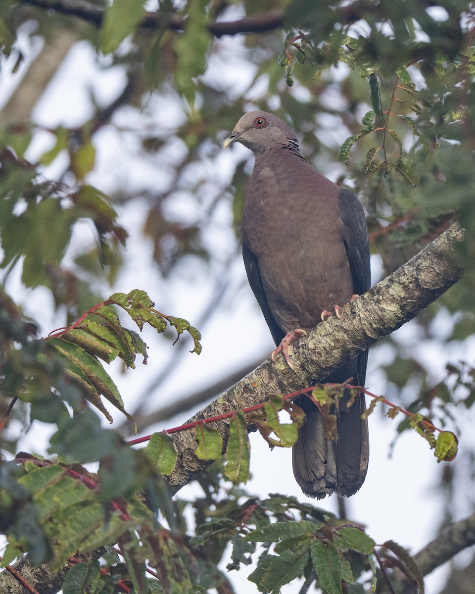 Sri Lanka Wood-Pigeon - ML645500829