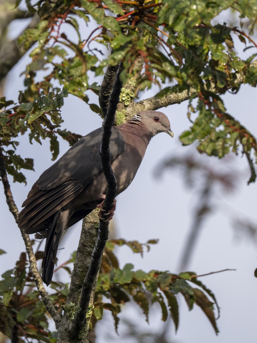 Sri Lanka Wood-Pigeon - ML645500830