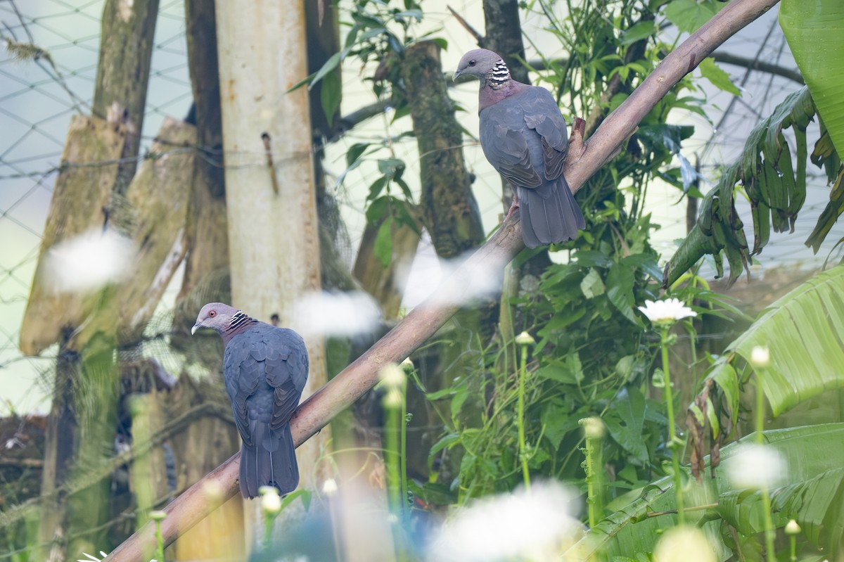 Sri Lanka Wood-Pigeon - ML645500831