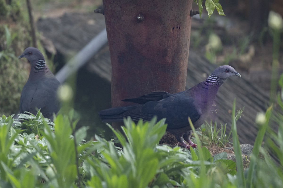 Sri Lanka Wood-Pigeon - ML645500832