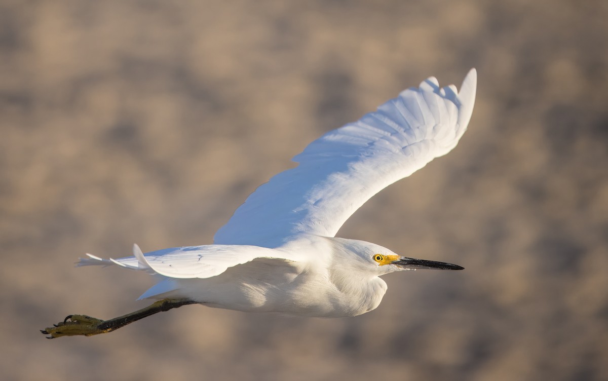 Snowy Egret - ML645500835