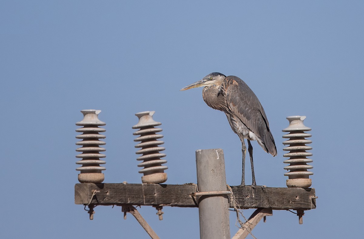 Great Blue Heron - ML645500838