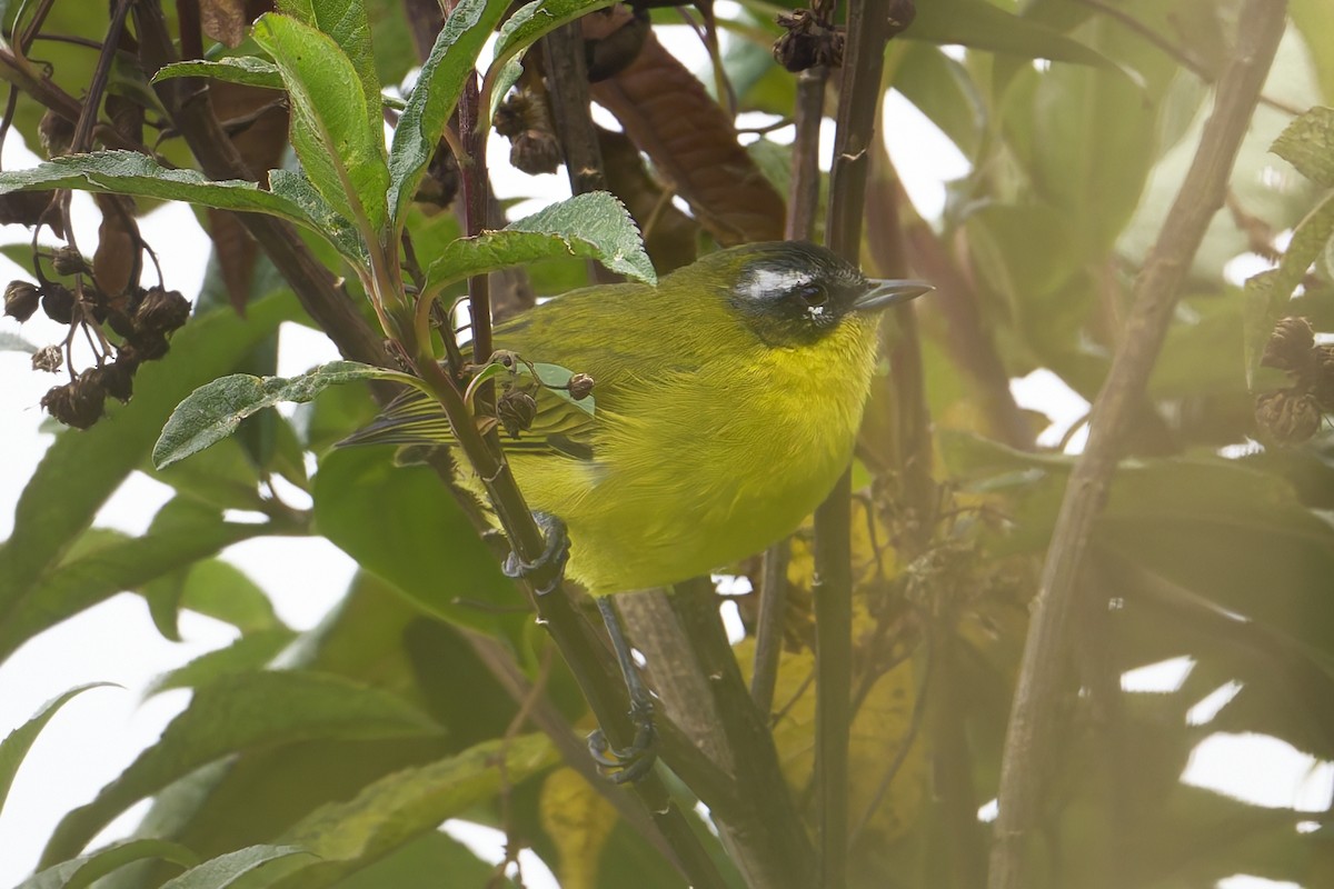 Superciliaried Hemispingus (Superciliaried) - ML645500839