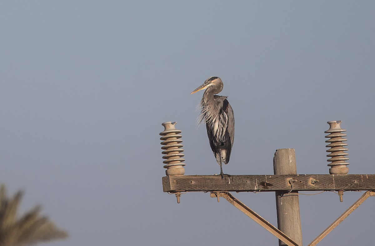 Great Blue Heron - ML645500840