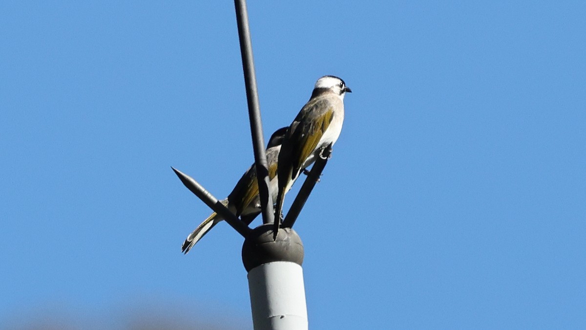 Light-vented x Styan's Bulbul (hybrid) - ML645500841