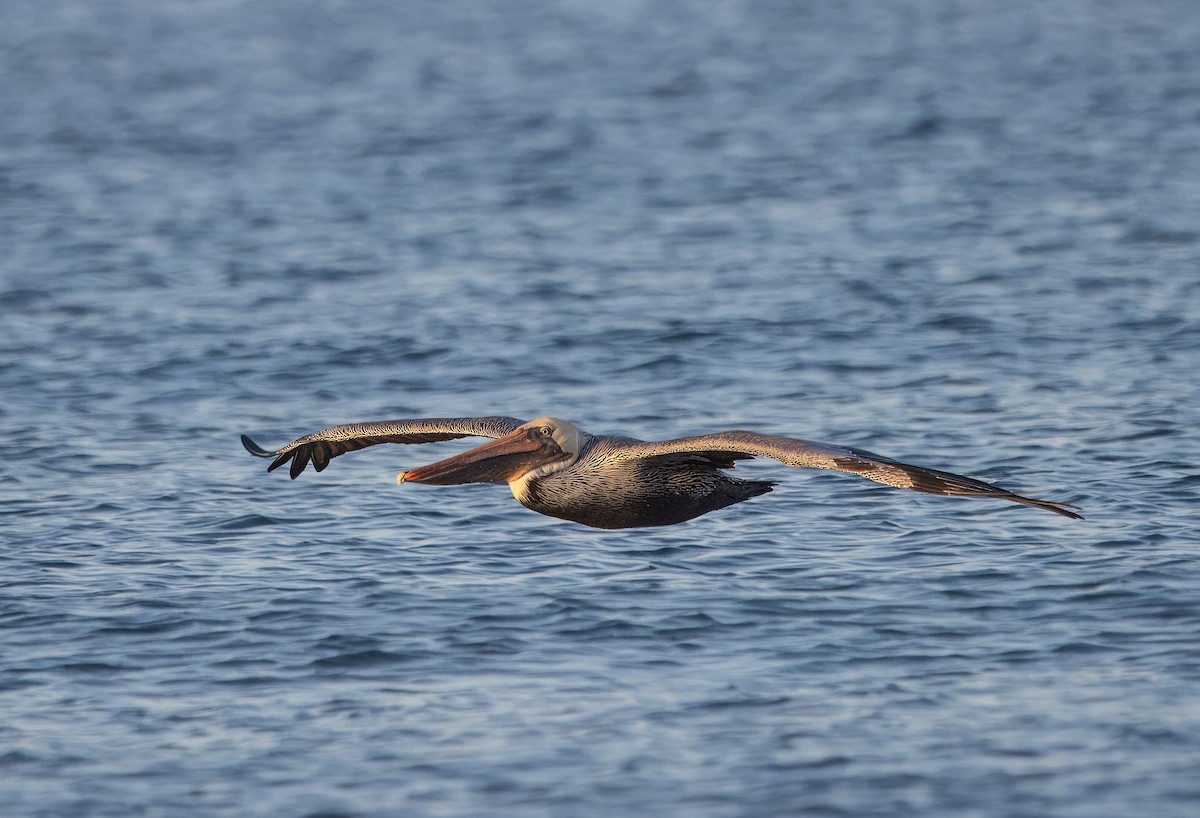 Brown Pelican - ML645500842