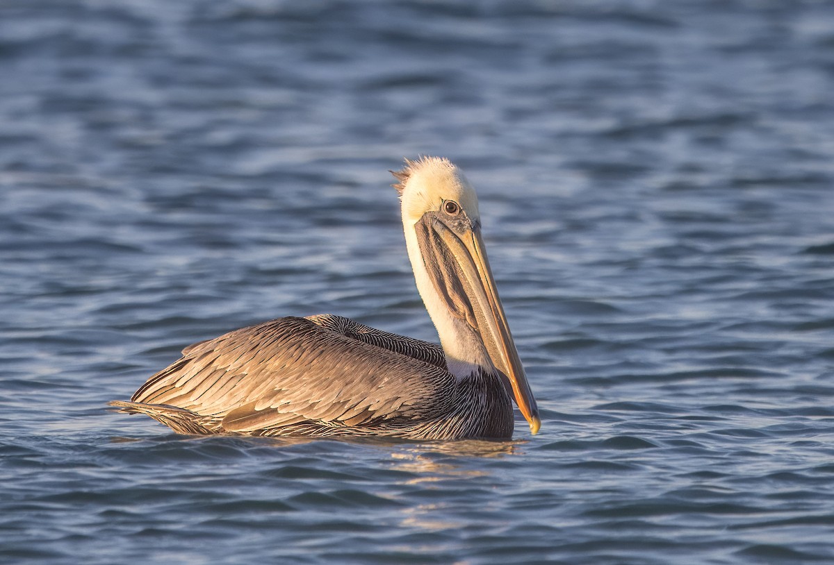 Brown Pelican - ML645500843