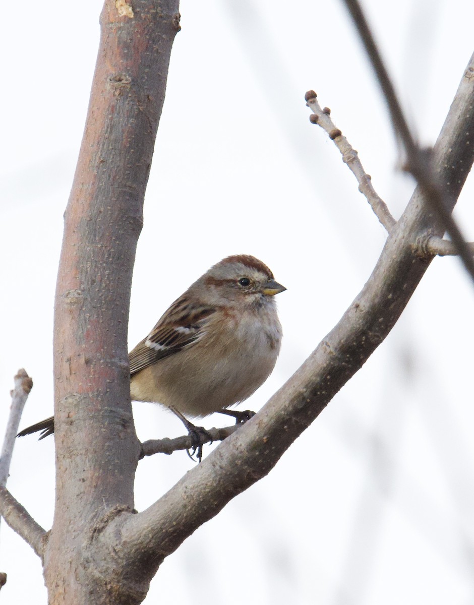 American Tree Sparrow - ML645500844