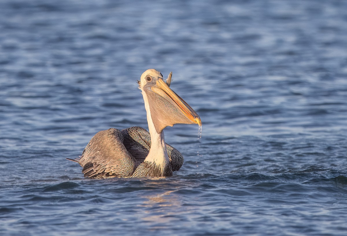 Brown Pelican - ML645500845