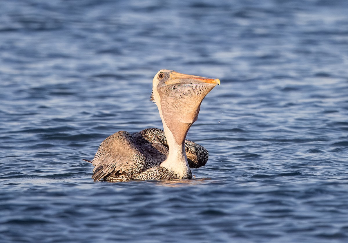 Brown Pelican - ML645500846