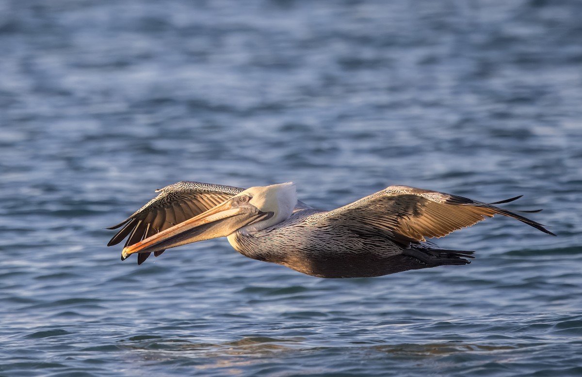 Brown Pelican - ML645500847