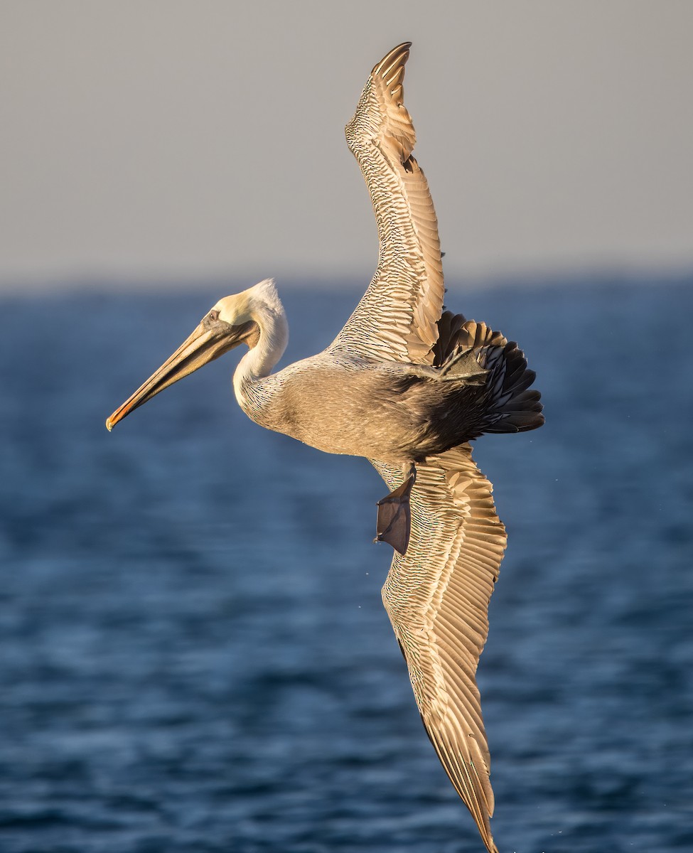 Brown Pelican - ML645500848