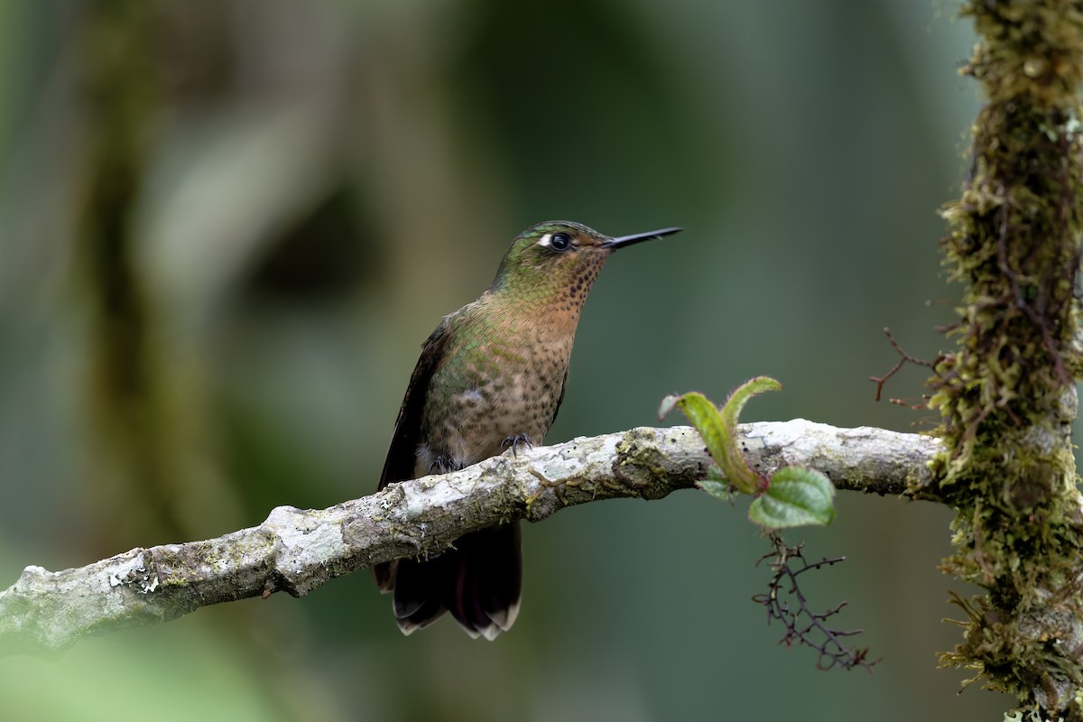 Tyrian Metaltail - ML645500849