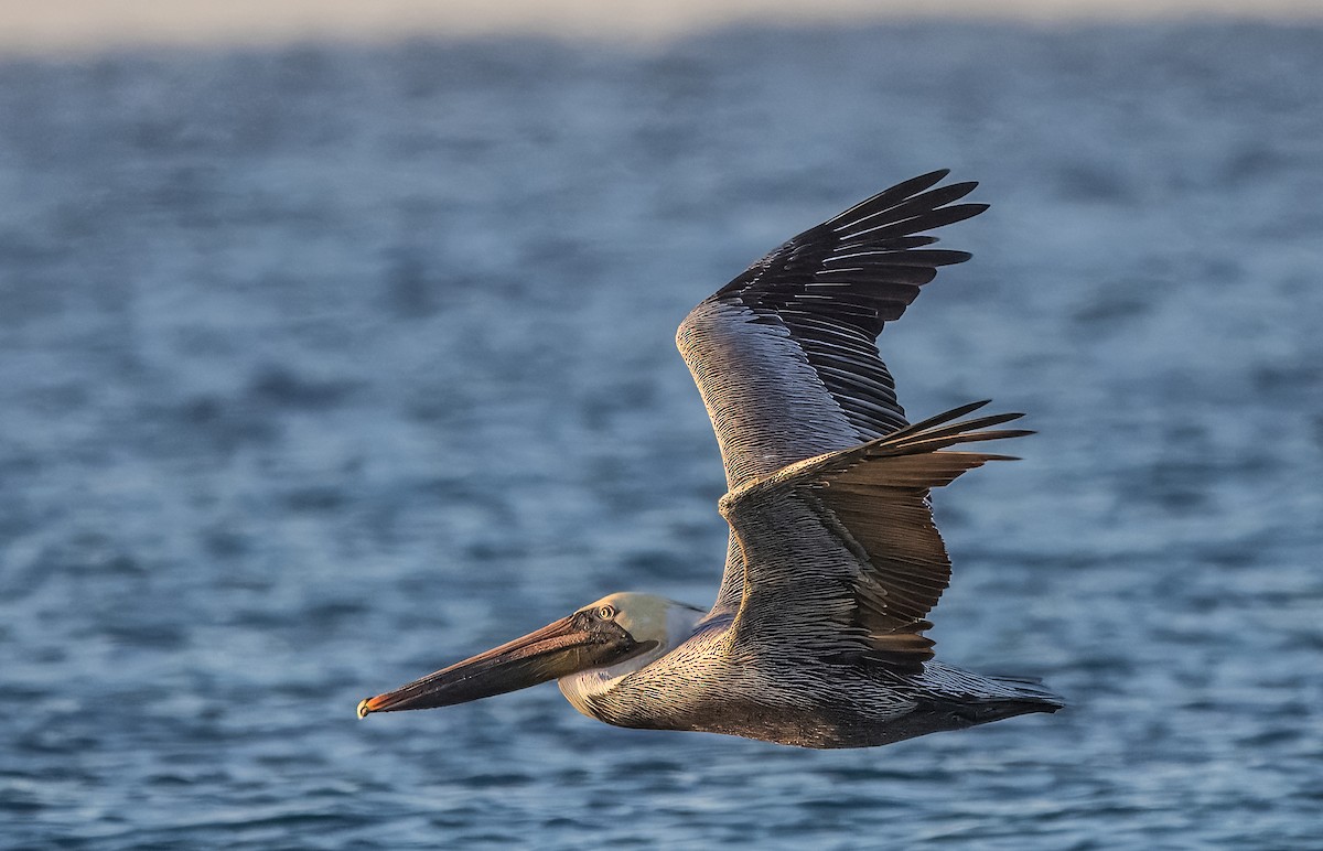 Brown Pelican - ML645500850