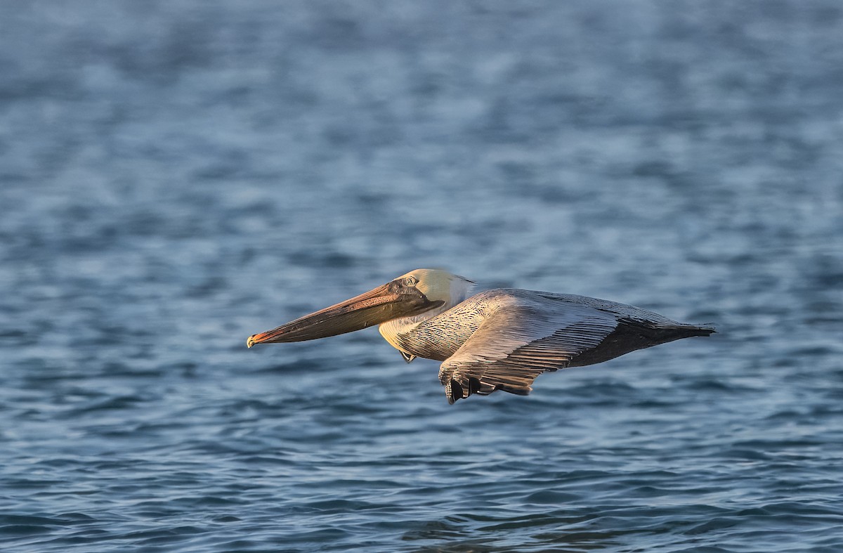 Brown Pelican - ML645500852