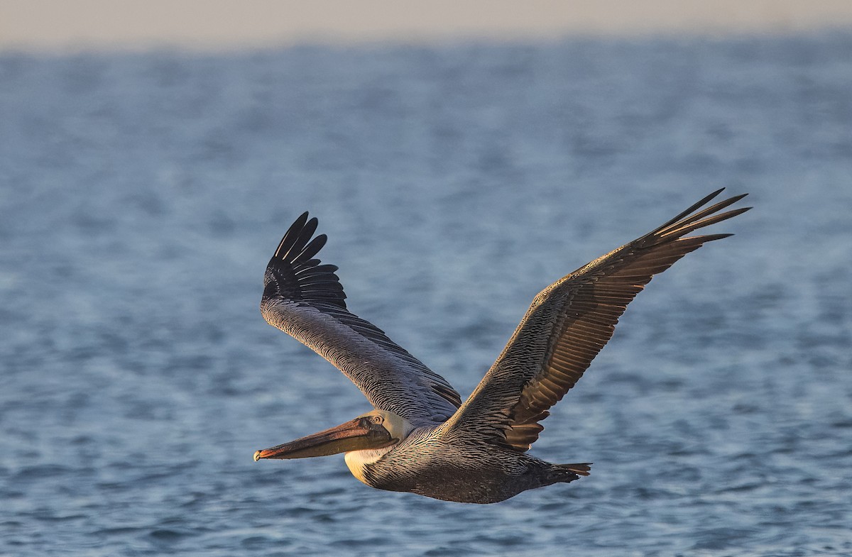 Brown Pelican - ML645500853