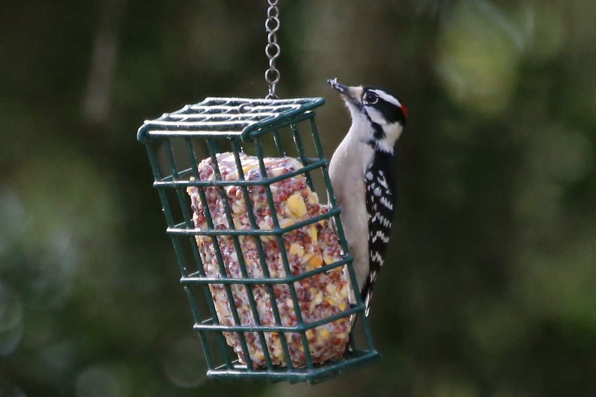 Downy Woodpecker (Eastern) - ML645500854