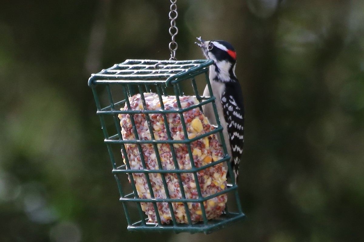 Downy Woodpecker (Eastern) - ML645500855