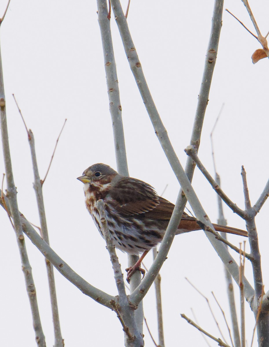 Fox Sparrow - ML645500857