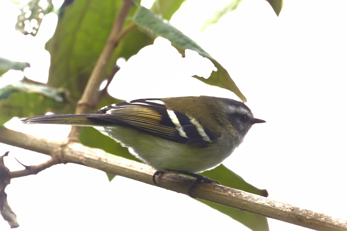 White-banded Tyrannulet - ML645500858