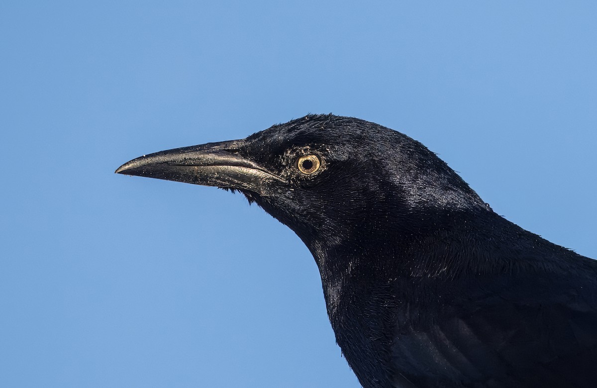 Great-tailed Grackle - ML645500859