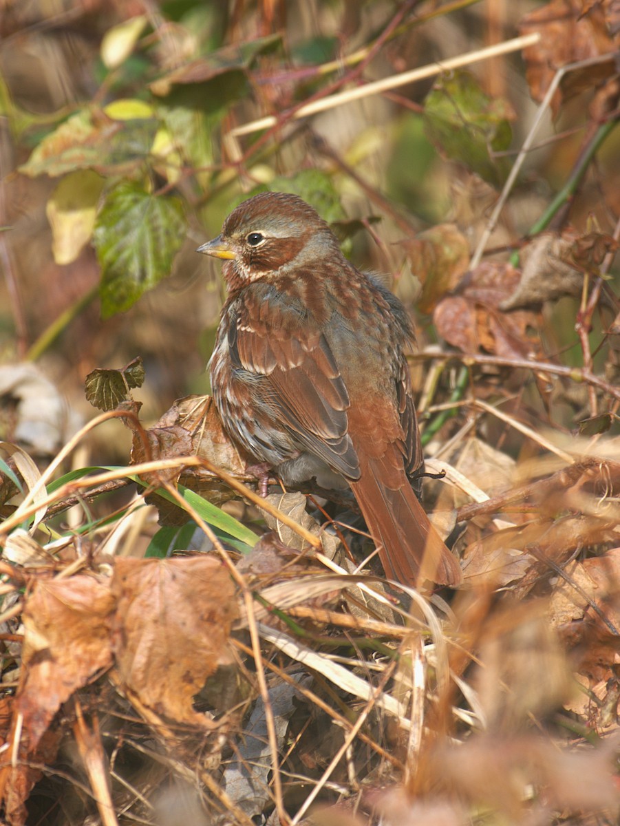 Fox Sparrow - ML645500864