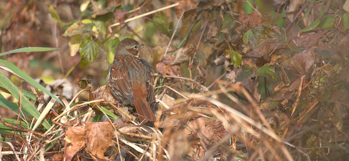 Fox Sparrow - ML645500865