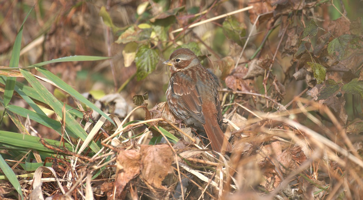 Fox Sparrow - ML645500866