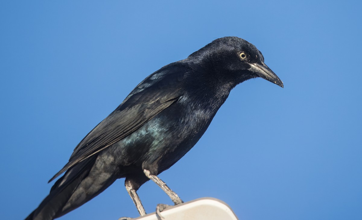 Great-tailed Grackle - ML645500867