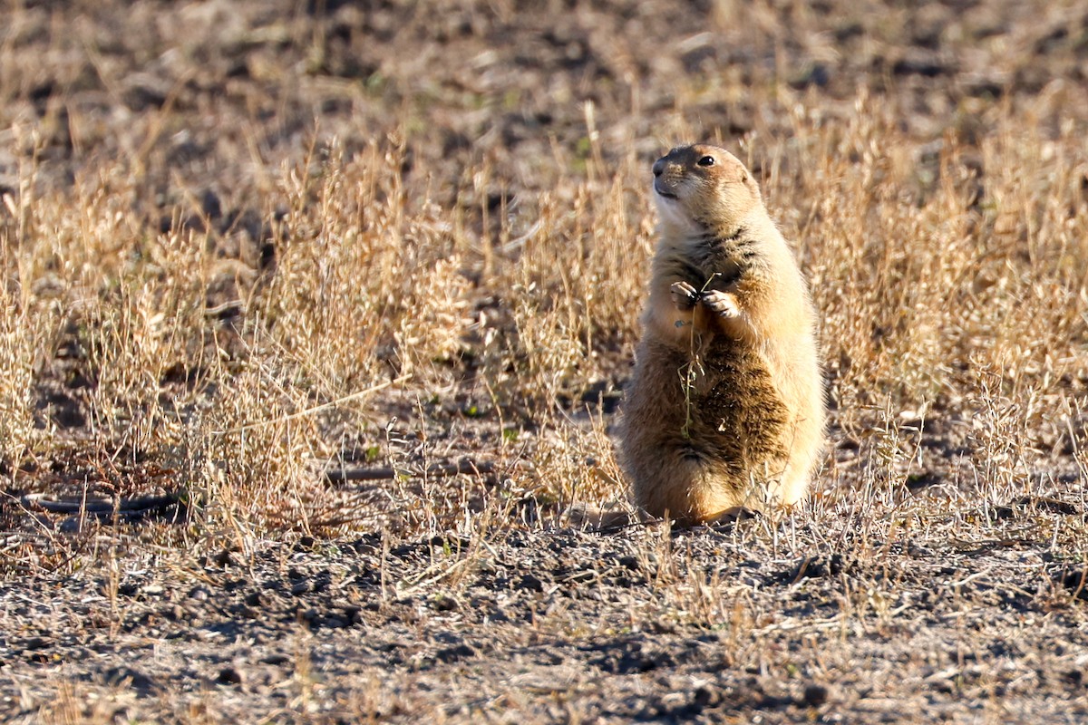 Prairie Dogs - ML645500877