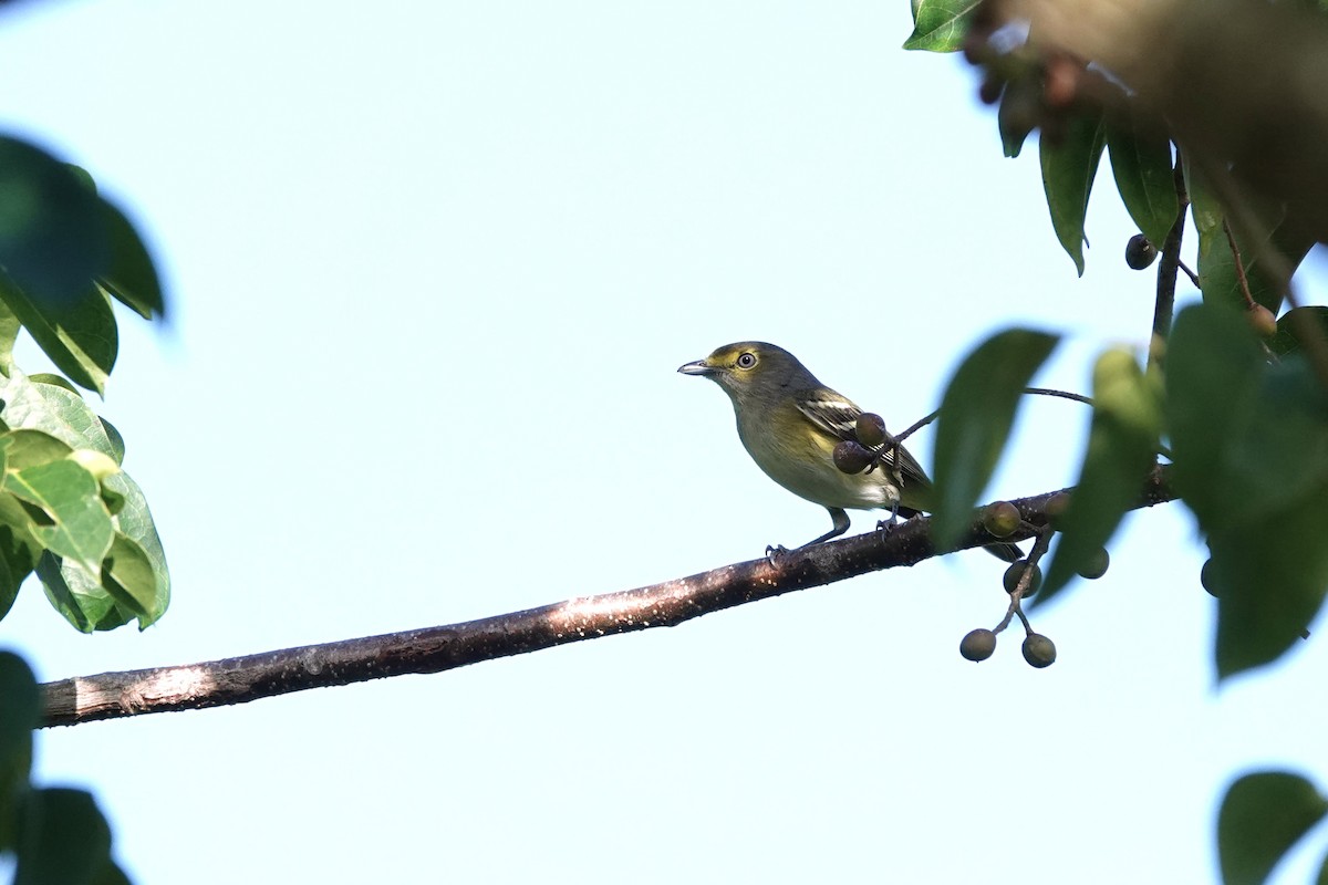 White-eyed Vireo - ML645500878