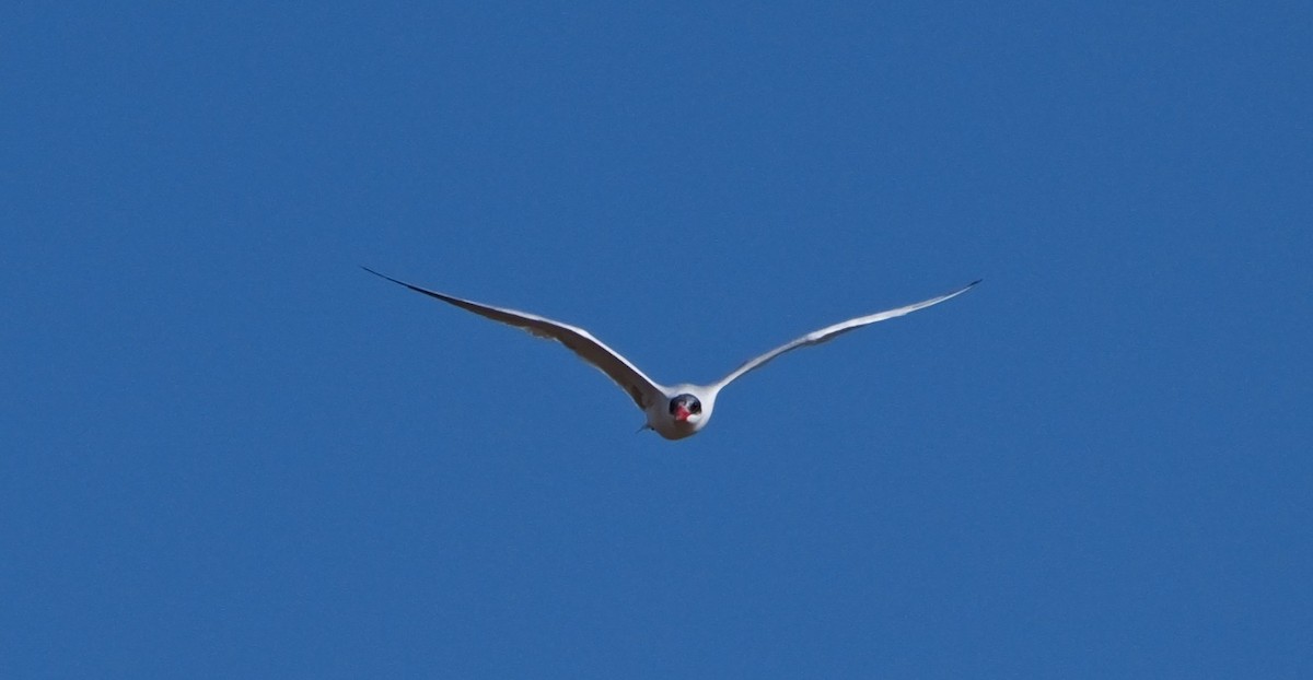 Caspian Tern - ML645500881