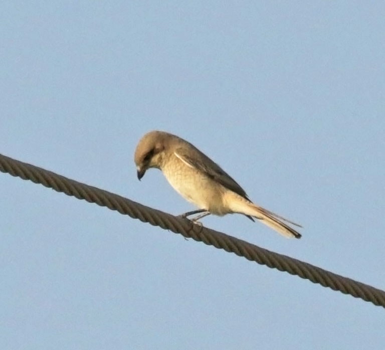 Isabellwürger (isabellinus) - ML645500882