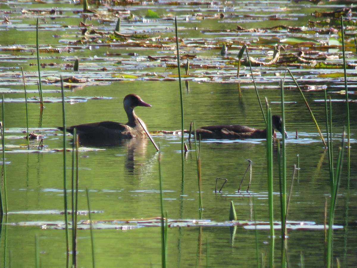 Brazilian Teal - ML645500899