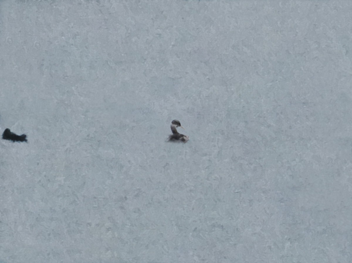 Red-necked Grebe - ML645500901