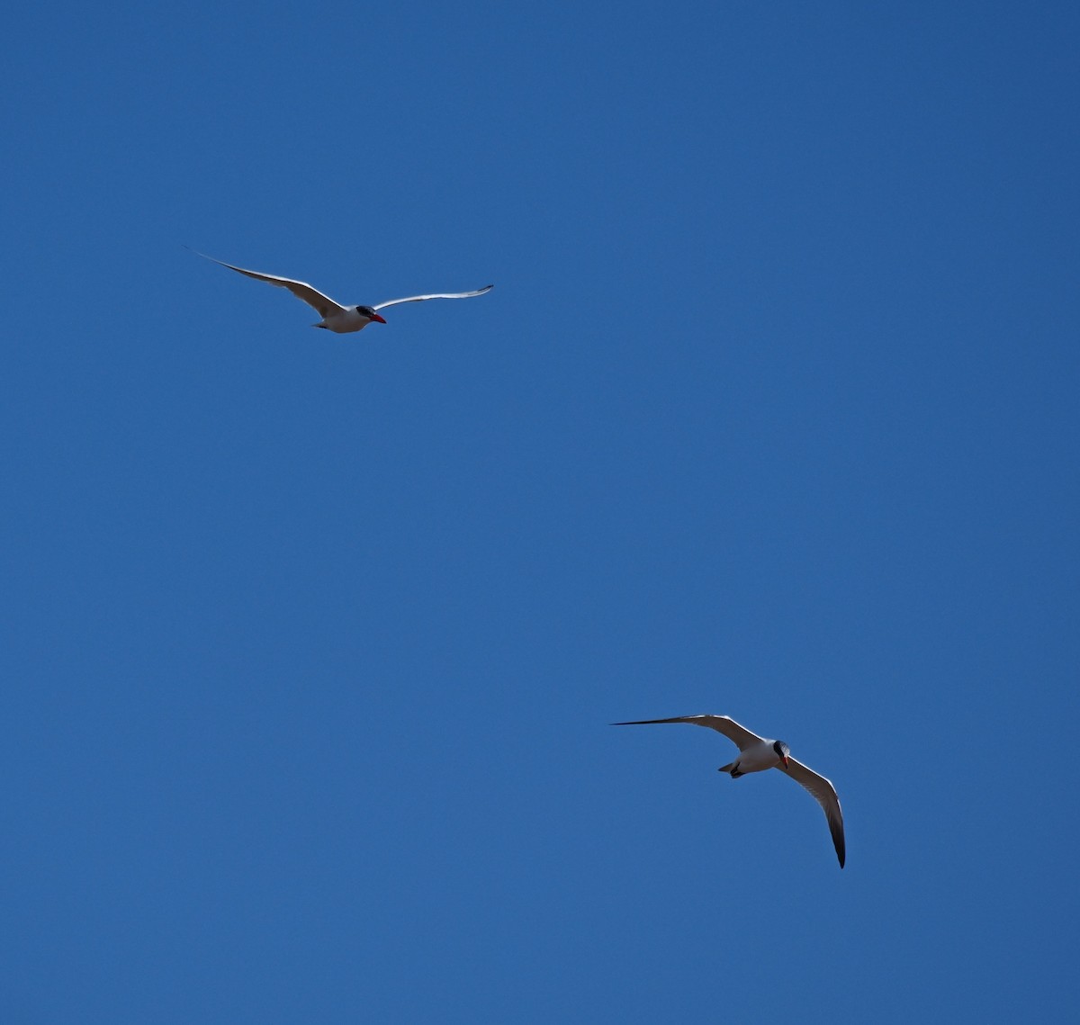 Caspian Tern - ML645500908
