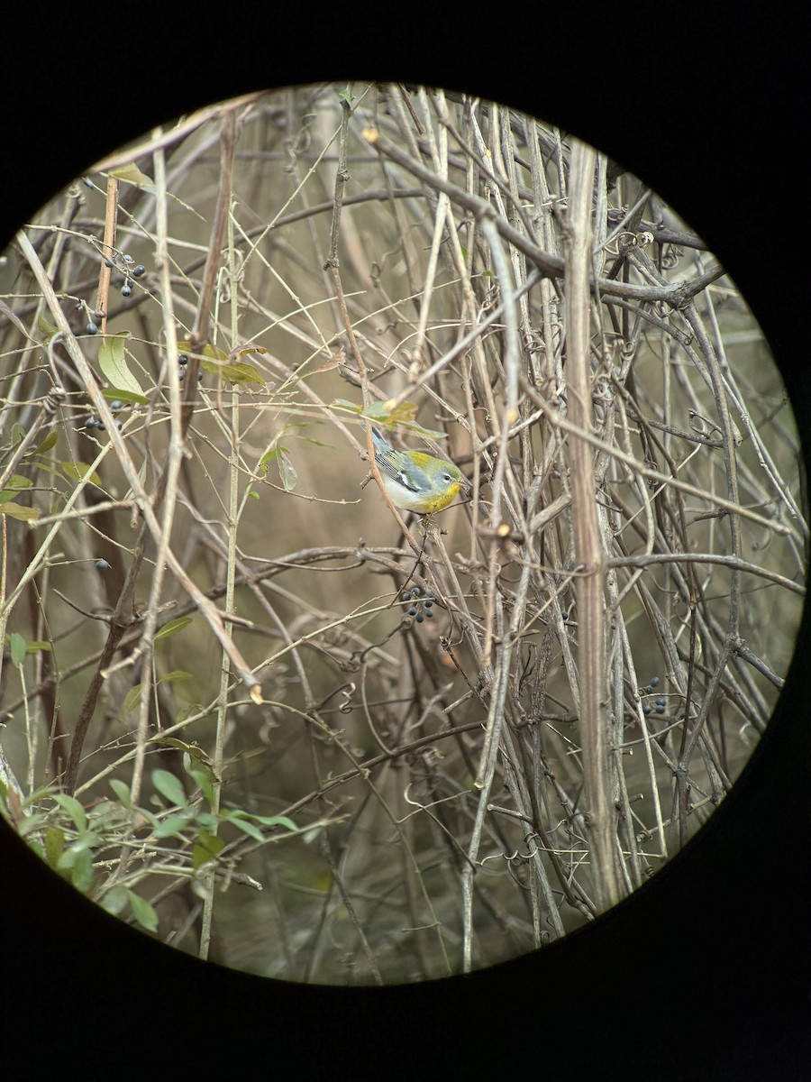 Northern Parula - ML645500909