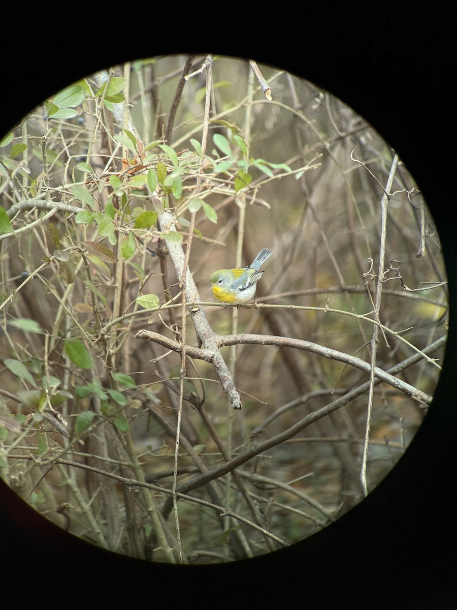 Northern Parula - ML645500910