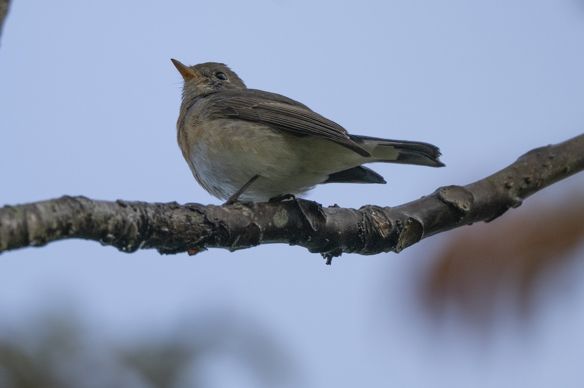 Kaschmirschnäpper - ML645500916